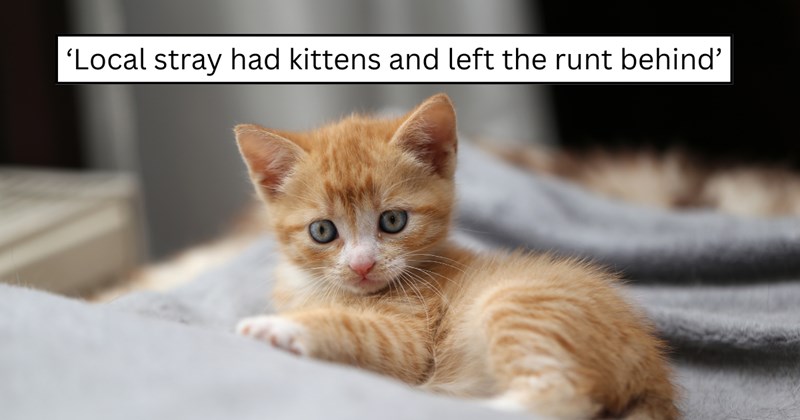 22 pictures of cats and text | thumbnail includes one picture of a cat and one picture of text including '‘Local stray had kittens and left the runt behind’' 