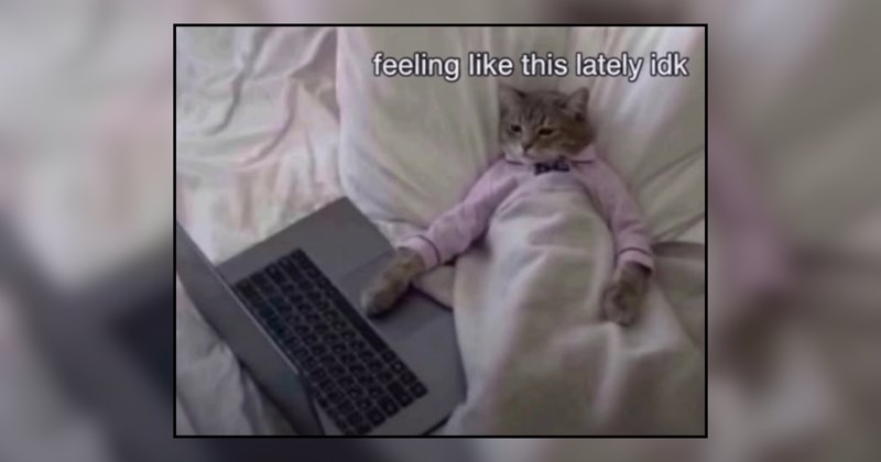27 Sweet Sunday Kitties for a Peaceful Purr-Filled Reset