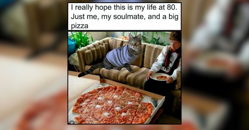 24 Sassy Little Meow Machines for Your Daily Dose of Dopamine