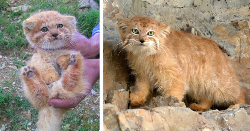 20 pictures of orange pallas' cats | Thumbnail includes one picture of an orange pallas' kitten and one picture of an orange pallas' cat