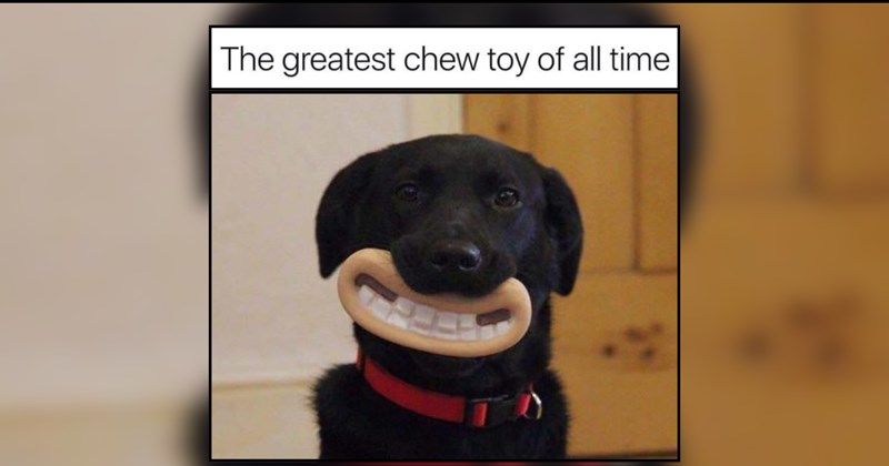 24 Delightfully Dopey Doggos Delivering Daily Dopamine