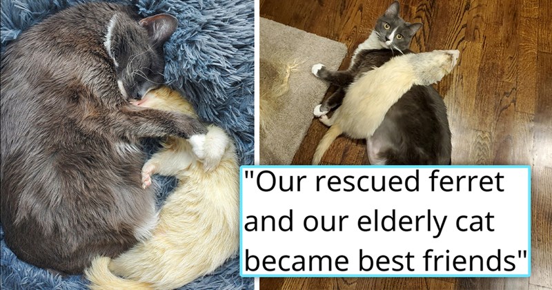 story about a senior cat and a rescued ferret becoming best friends | thumbnail includes two pictures of a ferret and a cat cuddling 'Our rescued ferret and our elderly cat became best friends'