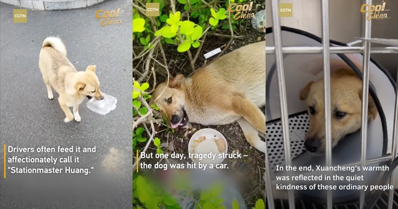 Story and video of Stationmaster Huang's injury and recovery | Thumbnail includes one picture of a stray dog including 'CGTN Cool China Drivers often feed it and affectionately call it "Stationmaster Huang."', one picture of a dog lying in a bush including 'CGTN Zool China But one day, tragedy struck - the dog was hit by a car.', and one picture of a dog in a protective cone including 'CGTN China In the end, Xuancheng's warmth was reflected in the quiet kindness of these ordinary people'