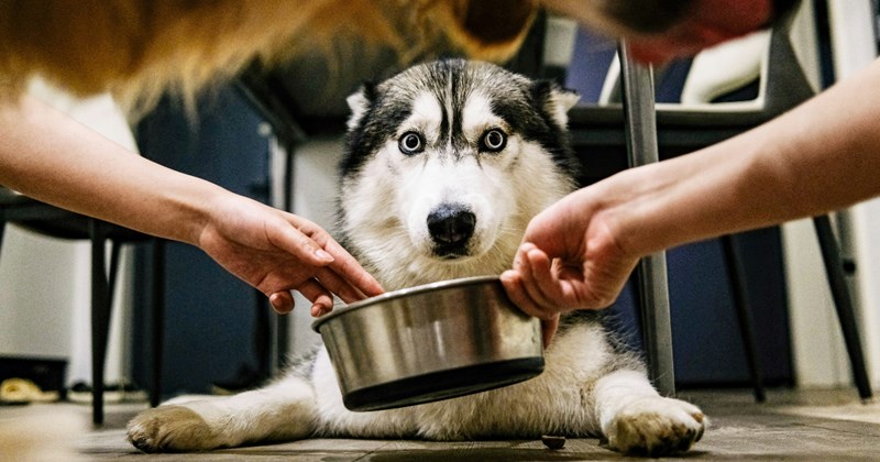 Stories from dog owners of things their dogs are afraid of | Thumbnail includes one picture of a nervous dog sitting on the floor while owner feeds it