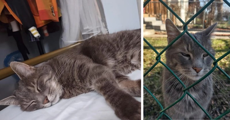 Heartwarming story of friendly cat recognizing neighbor years after he moves away, showing the bond between animals and people: 'Almost cried happy tears'