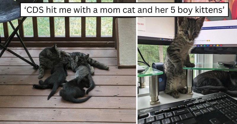 30 pictures of cats and text | thumbnail includes two pictures of cats and one picture of text including '‘CDS hit me with a mom cat and her 5 boy kittens’'