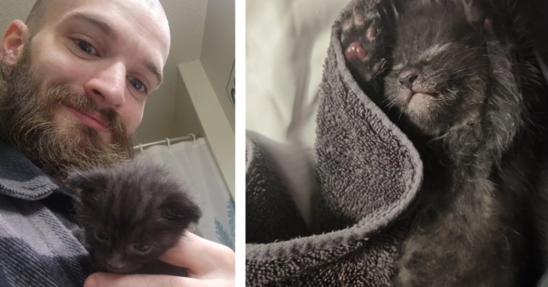 'Pokémon hunt is officially over, the mission now is to get him home': Guy hears meowing while playing Pokémon Go only to find a lost void kitten, they make an instant bond
