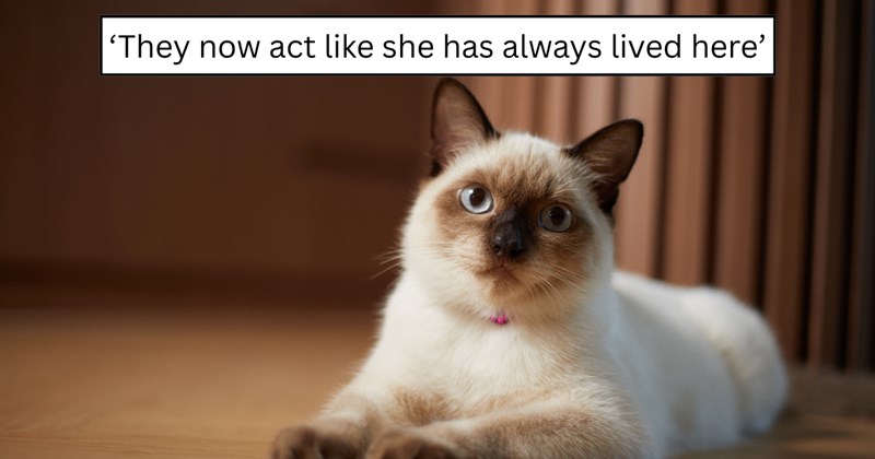 3 pictures of cats | thumbnail includes one picture of a cat and one picture of text including '‘They now act like she has always lived here’' 