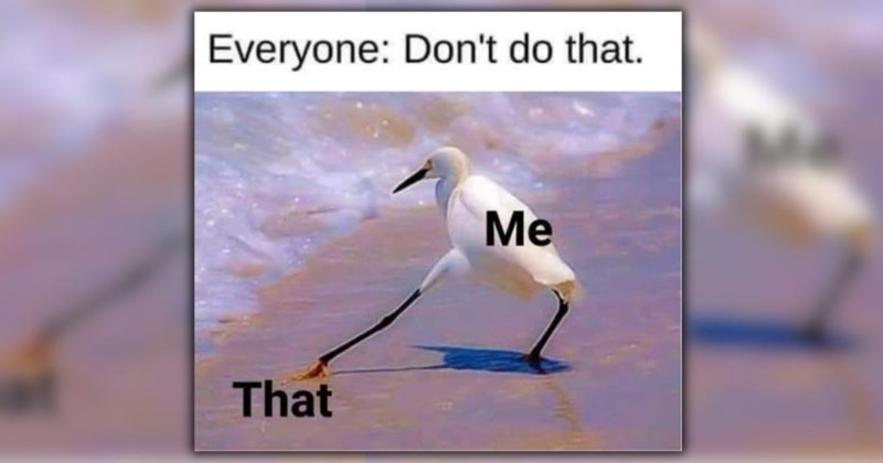 A Blissful Batch of 26 Wildly Wholesome Animal Memes To Boost Your Mood