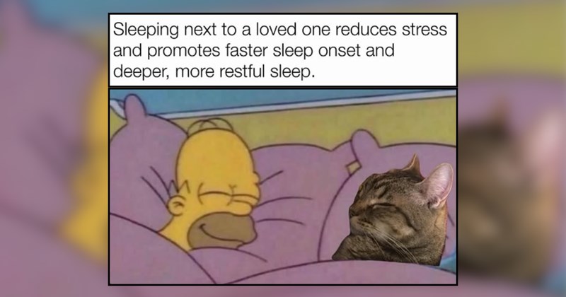 26 Cozy Cats Curled Up for a Soft Scroll Session