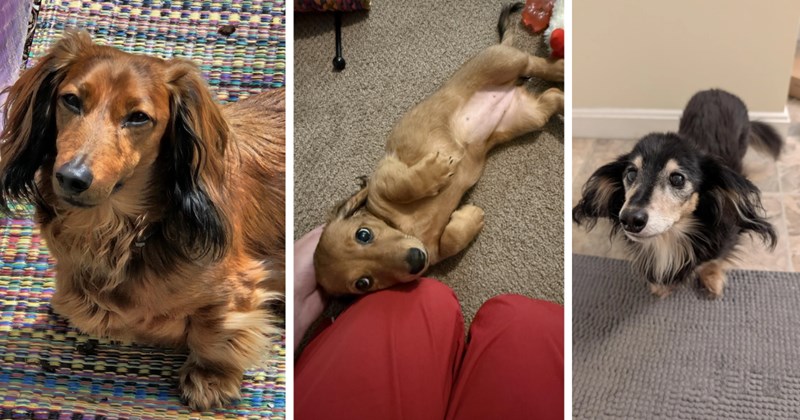 A Dose of Dachshunds for Folks Under Their Cuteness Spell