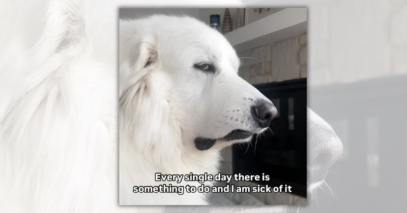 23 dog memes | Thumbnail includes one meme including 'Every single day there is something to do and I am sick of it'
