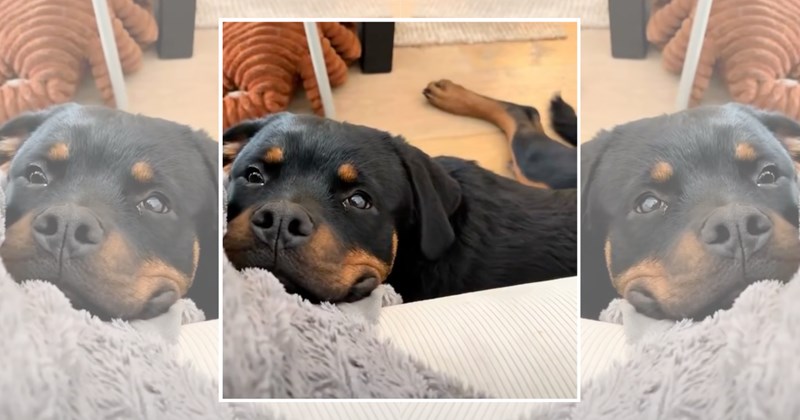 cute dogs pets cute doggos doggo doggeh Doggos - 45254149