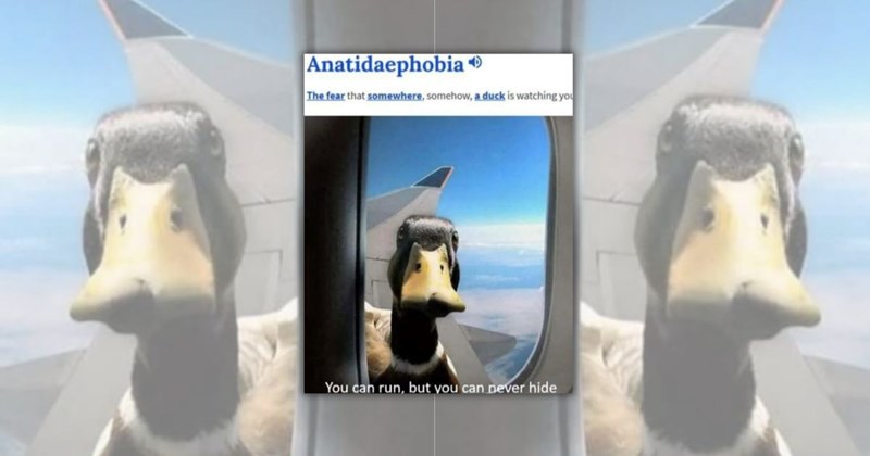 relatable memes ducks duck memes funny duck memes animal memes Animals - 45257477