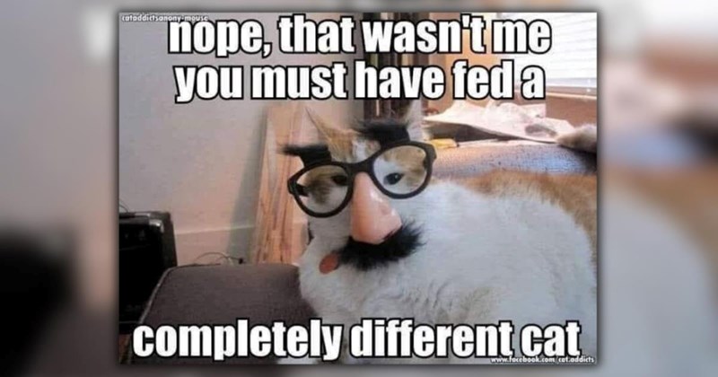 A Ray of Sunshine in the Form of 25 Fuzzy Feline Funnies