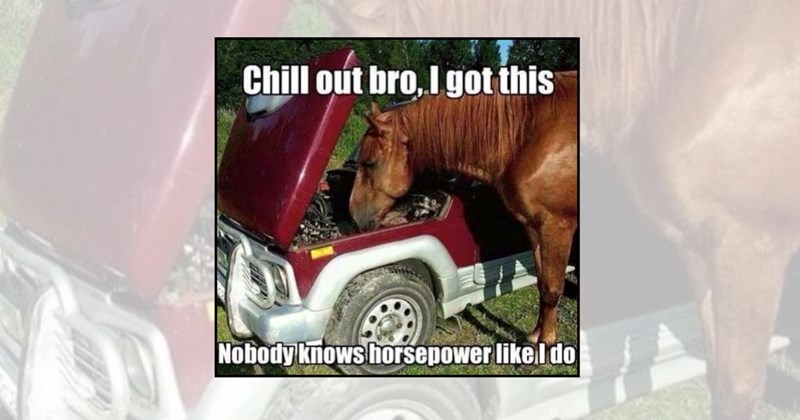 funny memes horse memes hilarious memes funny animal memes animal memes Animals - 45259781