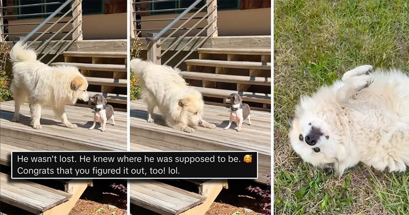 wholesome pet parents fur family pets puppy lost dog working dogs puppies big dog little dog great pyrenees family Rescues & Adoption - 45264901