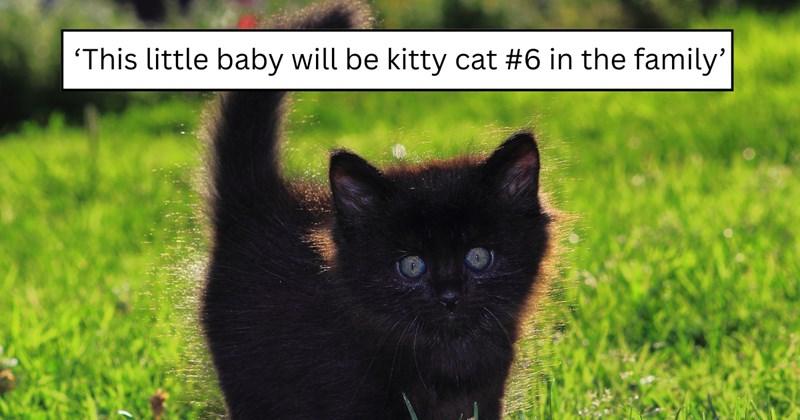 3 pictures of cats and text | thumbnail includes one picture of a cat and one picture of text including '‘This little baby will be kitty cat #6 in the family’'