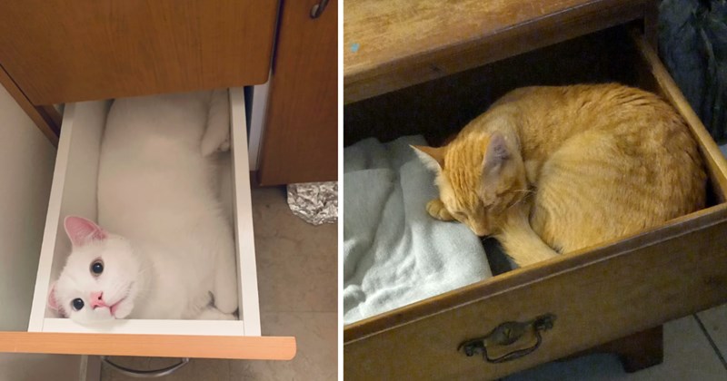 20 pictures of cats | thumbnail includes two pictures of cats 