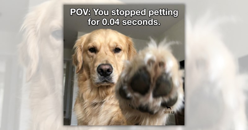 32 funny dog memes and pictures | Thumbnail includes one meme including 'POV: You stopped petting for 0.04 seconds. Team K9'