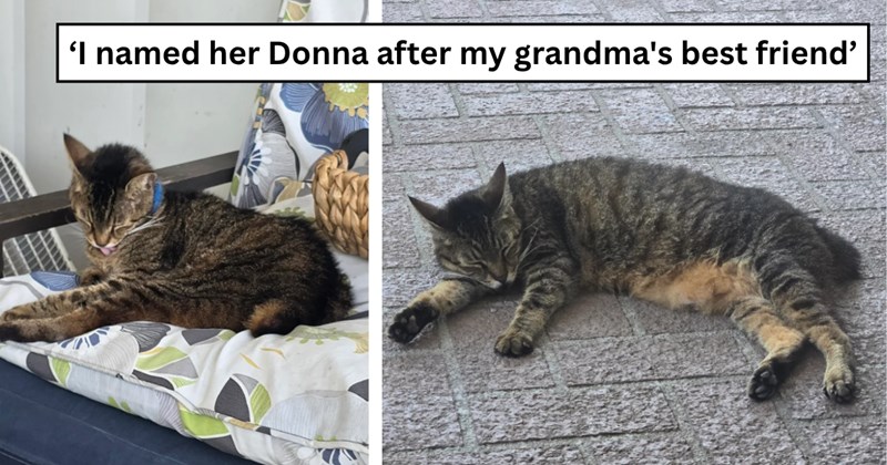 'Just as I decide to pick up and move 2500 miles away, this little lady decided I needed a new companion': Woman taking care of her grandparents finds timid stray, causing her to rethink her trajectory 