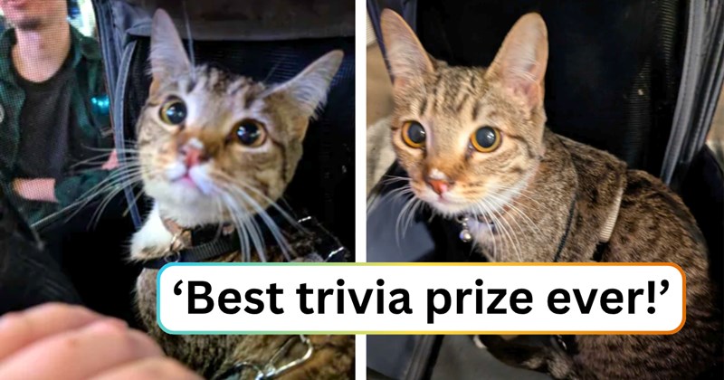 22 text pictures, 2 cat pictures | thumbnail includes two pictures of a cat, and ‘Best trivia prize ever!’