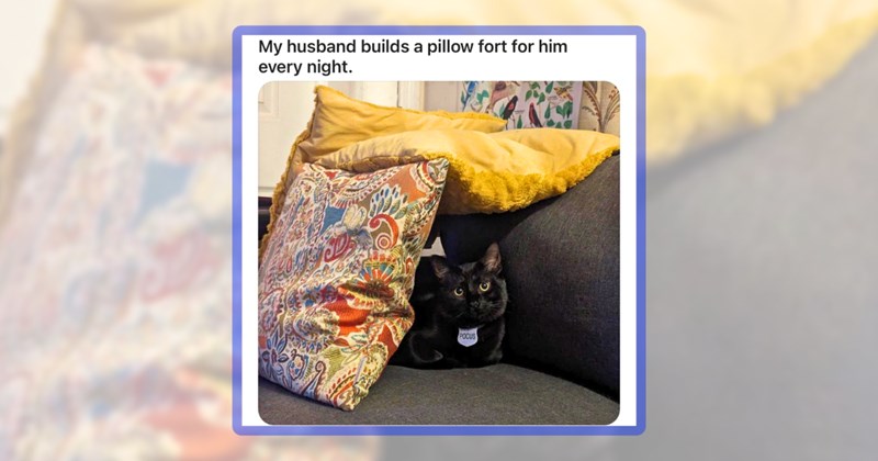 42 cat memes | thumbnail includes one meme including 'My husband builds a pillow fort for him every night.'