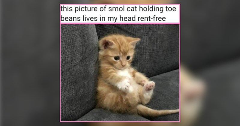 30+ Deliciously Sweet Cats to Indulge in Weekend Whimsy