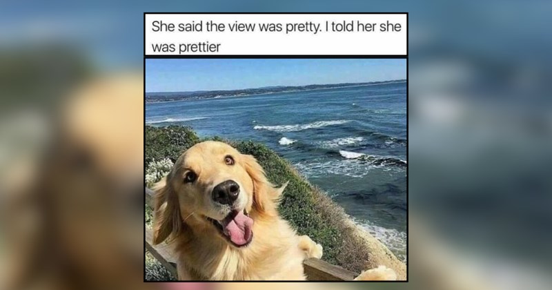 25 Golden Hour Doggos Glowing With Soft Energy