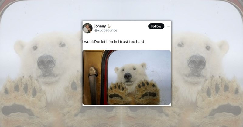 bear memes bears cute animals bear funny animal memes animal memes Animals - 45273349