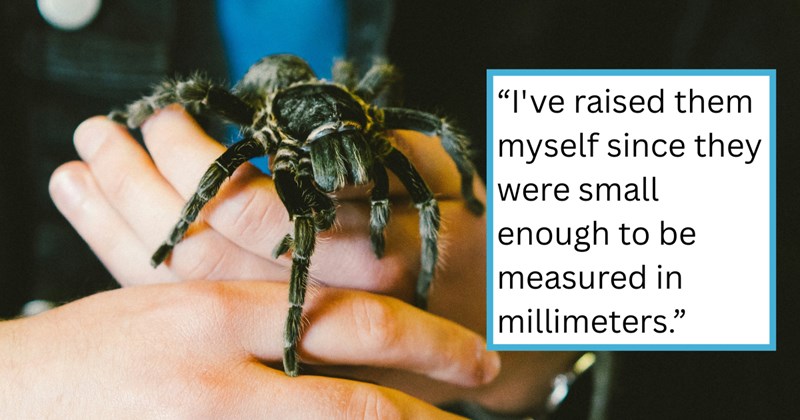 spiders insects neighbors pets people pets neighborhood-drama neighborhood-stories animals Animals pet ownership tarantula pet owners - 45274629