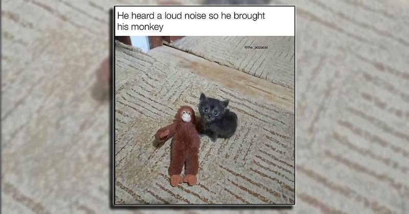 cute cat laughs