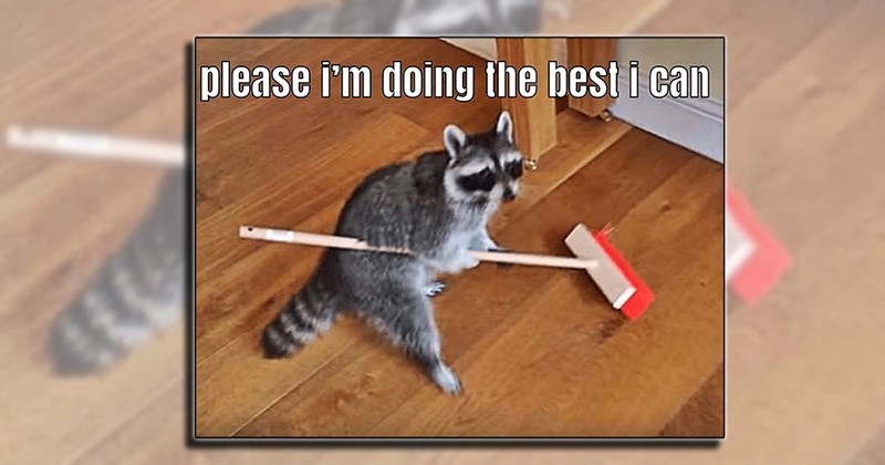 funny animal and cleaning memes