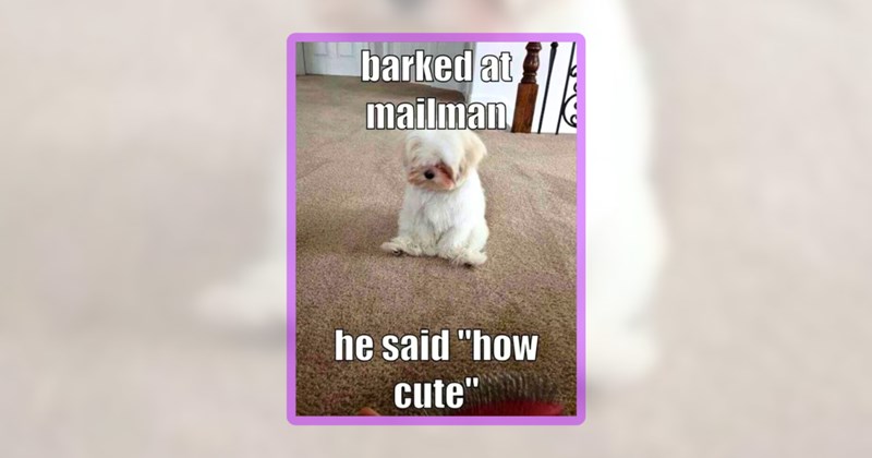 35 dog memes | thumbnail includes one meme including 'barked at mailman he said "how cute"'