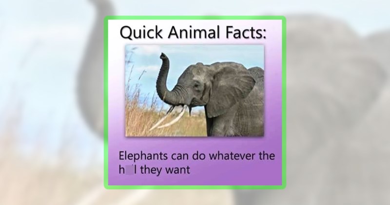 22 elephant memes | thumbnail includes one meme including 'Quick Animal Facts: Elephants can do whatever the h**I they want'