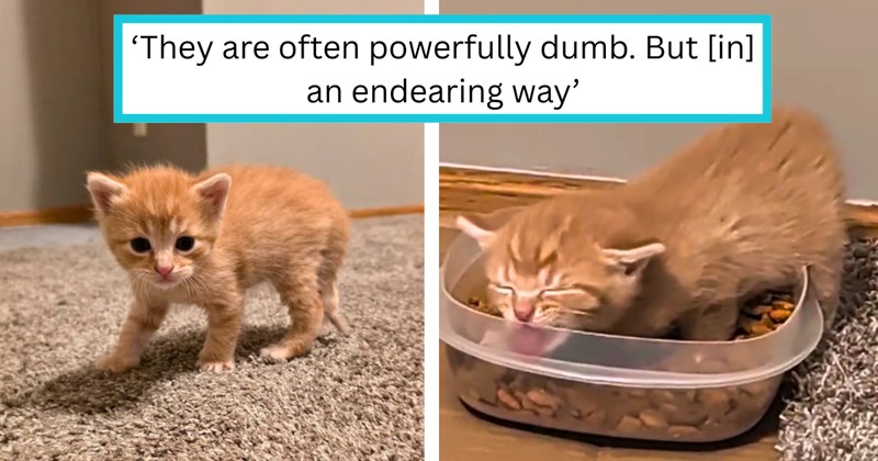 Story of mama cat and kitten rescue | Thumbnail includes two pictures of an orange kitten, and one picture of text including '‘They are often powerfully dumb. But [in] an endearing way’'