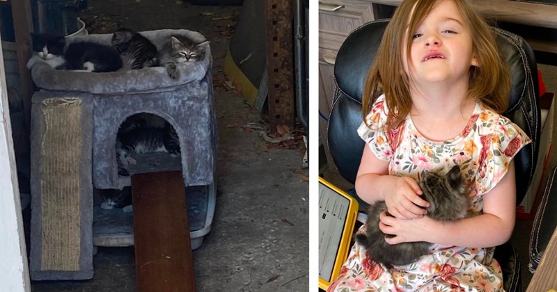 '[I] looked in the ceiling to find seven hungry kittens': Woman realizes pregnant cat gave birth in ceiling above her work, she plays foster pawrent until getting them all adopted