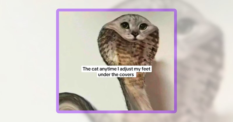 36 cat memes | thumbnmail includes one meme including 'The cat anytime I adjust my feet under the covers'