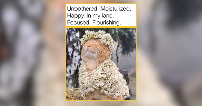28 Sunny Little Kitties Ready for Summertime Excitement