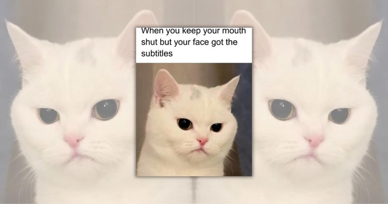 wholesome cats adorable cats cat pictures white cats cute cats funny cats Cats Cats - 45285381