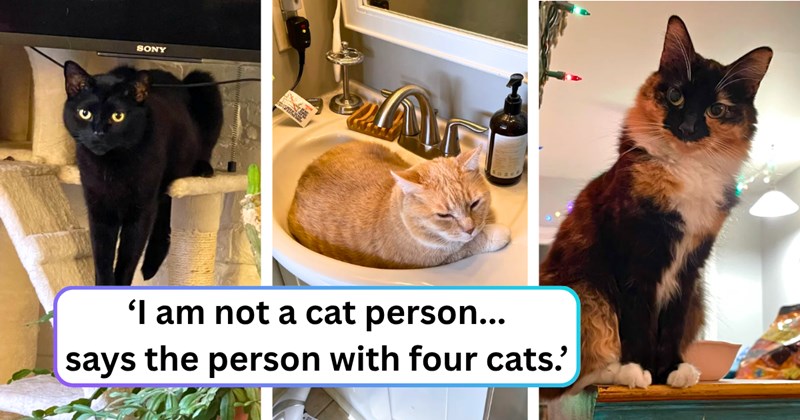 28 text pictures, 11 cat pictures | thumbnail includes three pictures of cats, and ‘I am not a cat person... says the person with four cats.’
