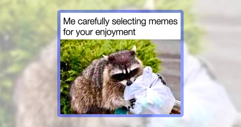 29 raccoon memes | thumbnail includes one meme including 'Me carefully selecting memes for your enjoyment'