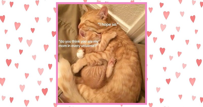 25 Purrfect Kitties Celebrating the Sweetest Cat Moms This Mother’s Day