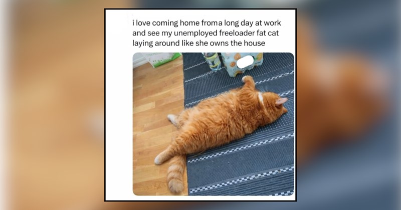 21 cat memes | thumbnail includes one meme and one picture of text including '' 