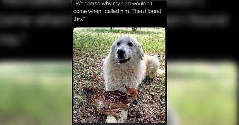 The Best Heartwarmingly Wholesome Memes and Posts of the Week