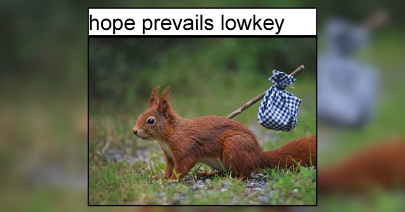 22 Playful Explorers of Animals Off On a Mission of Happiness