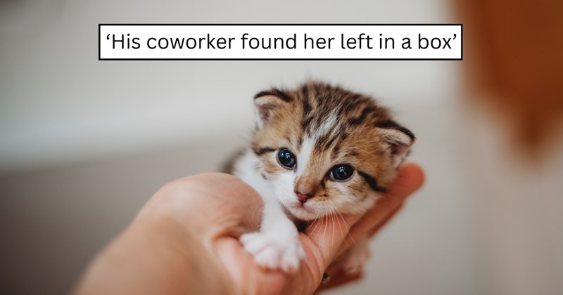 pictures of cats | thumbnail includes one picture of a cat and one picture of text including '‘His coworker found her left in a box’' 
