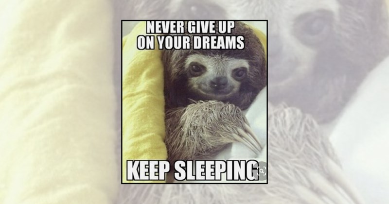 cute animal memes sloth memes sloths funny animal memes animal memes funny animals sloth Animals - 45290245