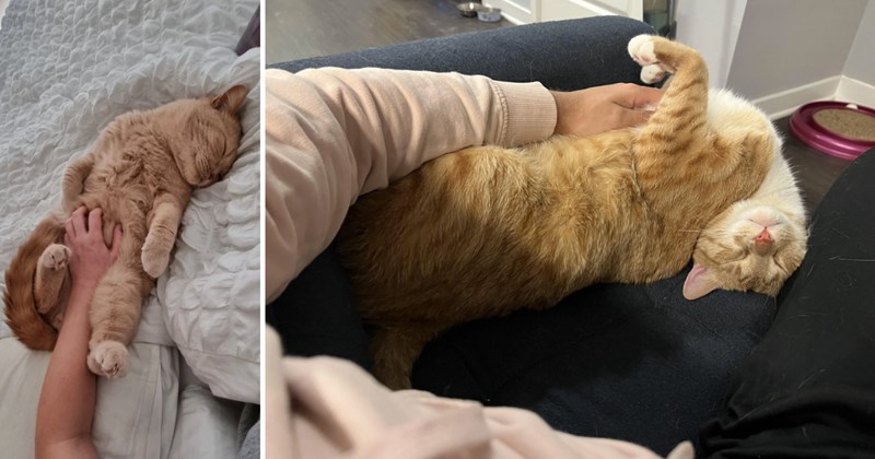 23 pictures of cats | thumbnail includes two pictures of cats 
