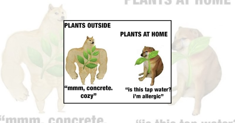 plant memes plants relatable memes garden funny memes house plants gardening memes Funny Memes - 45293061